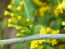 More Blue-stemmed Goldenrod