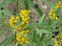 More Grass-leaved Goldenrod