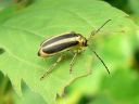 More Goldenrod Leaf Beetles