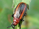 Goldenrod Leaf Miner