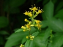 More Zig-zag Goldenrod