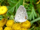 Gossamer-winged Butterflies