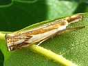 Grass-veneer Moth