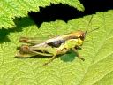 Grasshoppers, Crickets & Katydids