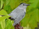 More Gray Catbirds