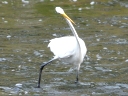 More Great Egrets