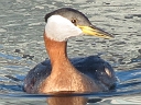 More Red-necked Grebes