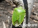 Green Stink Bug