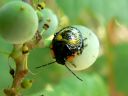 More Green Stink Bugs