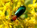 Ground Beetles