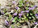 More Ground Ivy