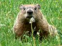 More Groundhogs