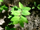 Hairy Solomon's Seal