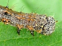 Half-wing Moth