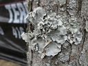 More Hammered Shield Lichen