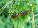 Harvestmen