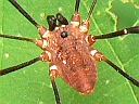 Harvestmen