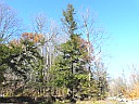Eastern Hemlock
