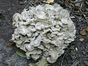 More Hen of the Woods
