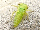 Unidentified nymph