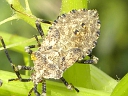 Horned Squash nymph