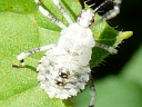 Horned Squash nymph