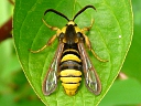 Clearwing Moths