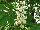 Horse-chestnut