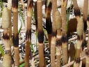 Common Horsetail
