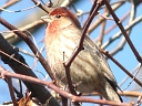More House Finches
