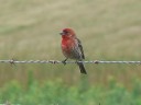 More House Finches