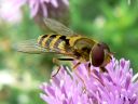 More American Hover Flies