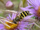 Flies
