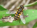 Hover Flies