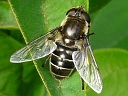 Eristalis dimidiata?