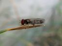 More Platycheirus Hover Flies