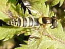 Sphaerophoria species