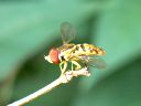 More Toxomerus Hover Flies