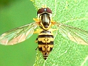 Toxomerus geminatus