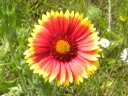 More Indian Blanket