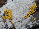 More Insect Egg Slime Mould