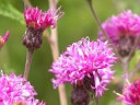 More Tall Ironweed