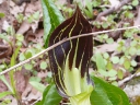 Jack-in-the-Pulpit