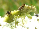 More Jagged Ambush Bugs