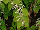 More Japanese Knotweed