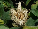Jimson Weed