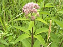 More Joe-Pye Weed
