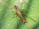 More Gladiator Katydids