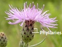 Knapweed