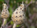 Spotted Knapweed